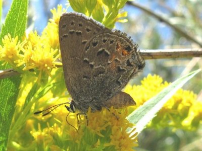 Behr's Hairstreak