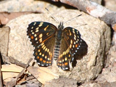 Black Checkerspot