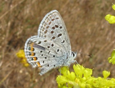 Acmon Blue/Lupine Blue (Plebejus lupini lutzi)