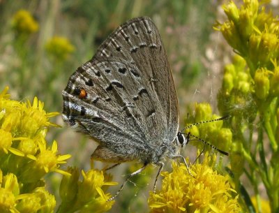 Behr's Hairstreak