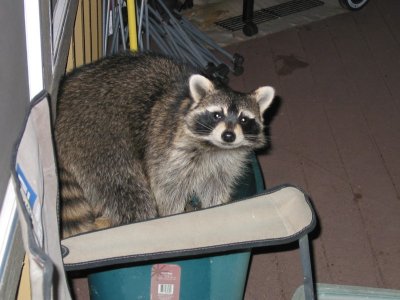 Raccoon