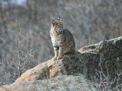 Bobcat