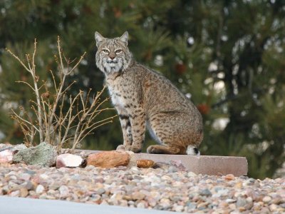 Bobcat