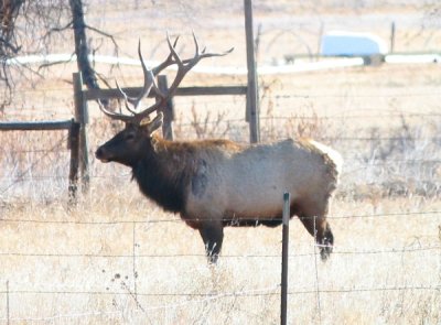 Elk