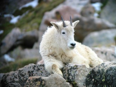 Mountain Goat