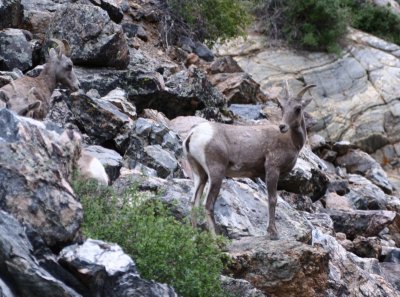 Big Horned Sheep