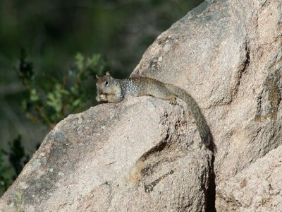 Rock Squirrel