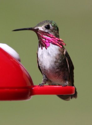 Calliope Hummingbird