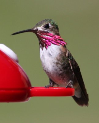 Calliope Hummingbird