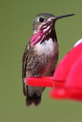 Calliope Hummingbird