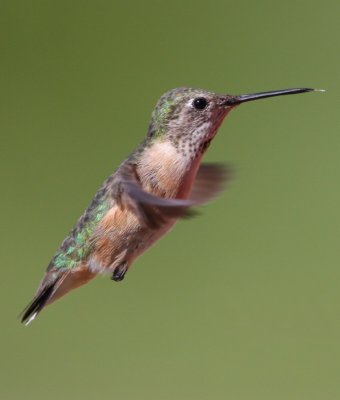 Calliope Hummingbird