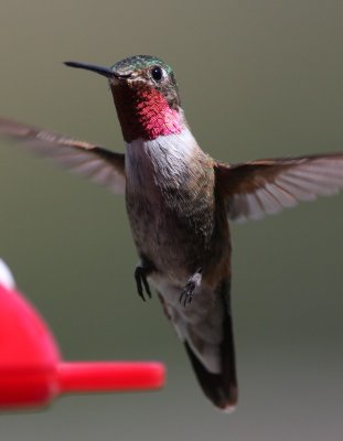 Broad-tailed Hummingbird