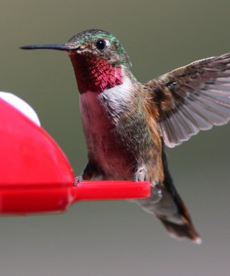 Broad-tailed Hummingbird