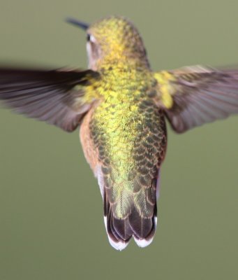 Calliope Hummingbird