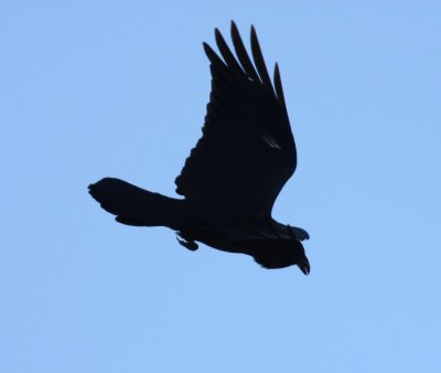 Common Raven