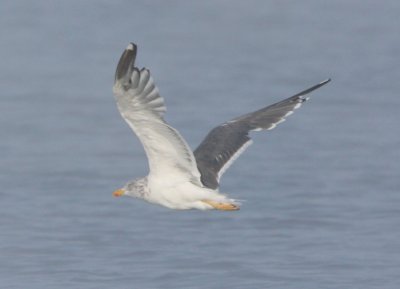Lesser Black-backed Gull