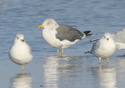 Lesser Black-backed Gull