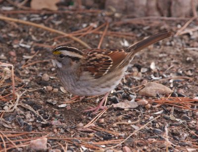 White-throated Sparrow