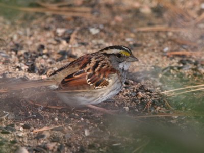 White-throated Sparrow