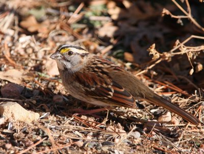 White-throated Sparrow