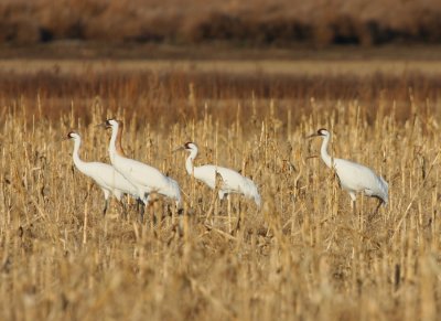 Whooping Cranes