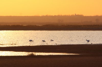 Whooping Cranes