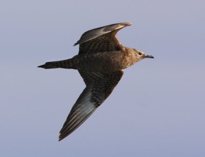Parasitic Jaeger