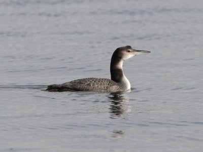 Common Loon