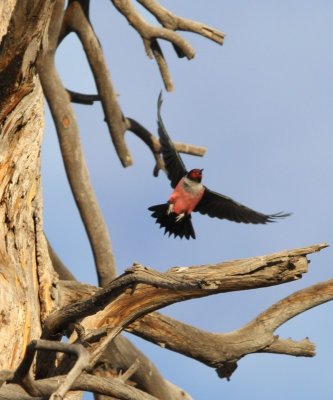 Lewis's Woodpecker