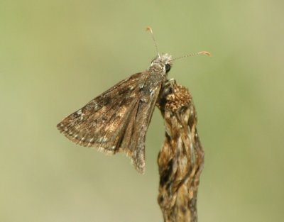 Afranius Duskywing