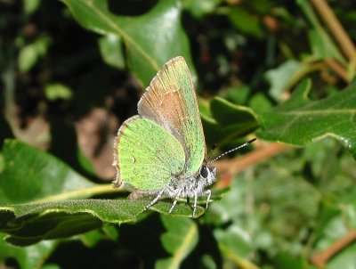 Bramble Hairstreak