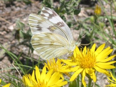 Checkered White