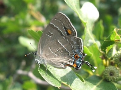 Colorado Hairstreak