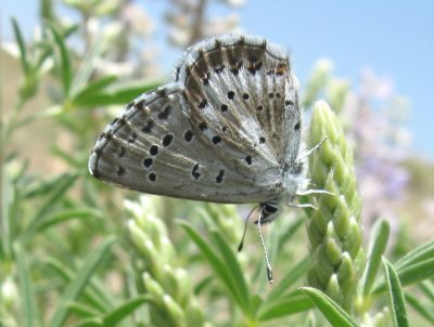 Arrowhead Blue