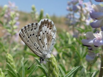 Arrowhead Blue