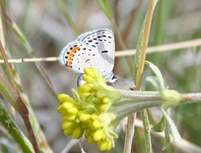 Acmon Blue/Lupine Blue (Plebejus lupini lutzi)