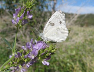 Checkered White