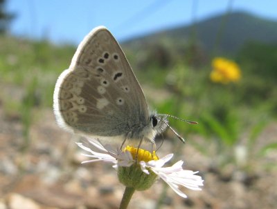 Arctic Blue