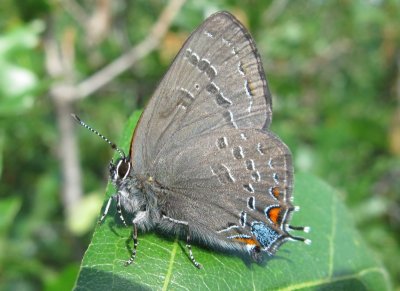 Banded Hairstreak