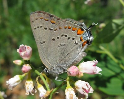 California Hairstreak