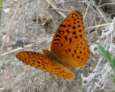 Aphrodite Fritillary