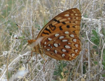 Aphrodite Fritillary