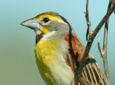 Dickcissel