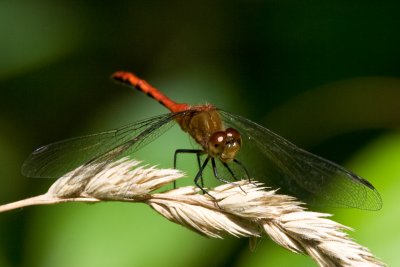 Dragonflies