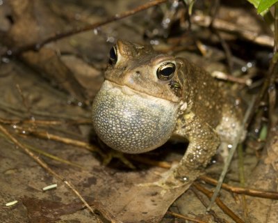 Amphibians and Reptiles