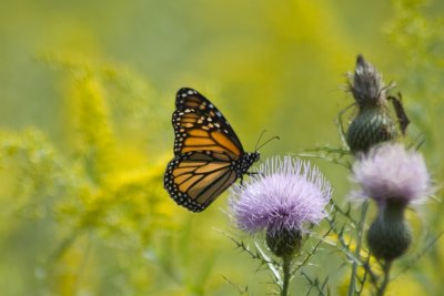 Monarch