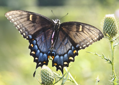 swallowtails