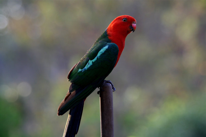 King Parrot