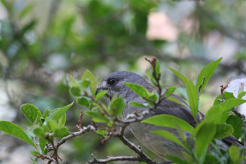 Grey Shrike Thrush
