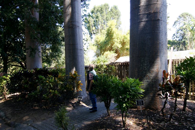 Agathis Australis New Zealand Kauri Pine